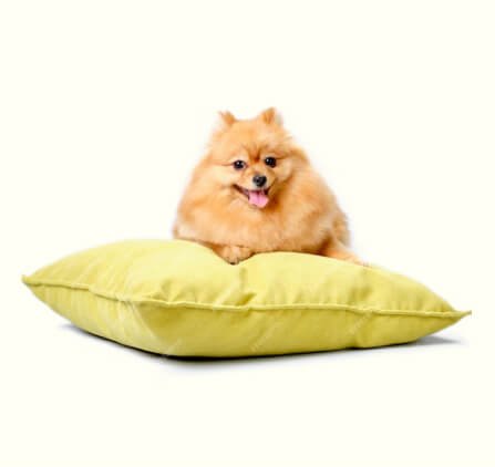 Best pet shop in Chennai for dogs and puppies